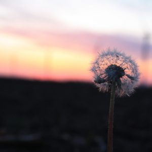 Dandelion at sunset