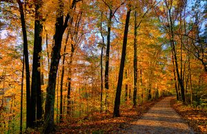 Footpath in the forest at autumn sunset